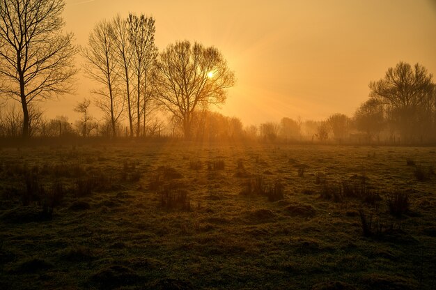 Silhouette of trees with sunlight shining on the field