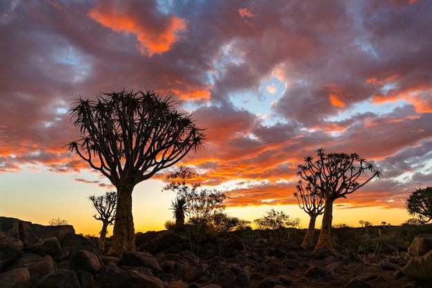 Silhouette view of Quiver Trees Forest with beautiful sky sunset twilight sky scene in Keetmanshoop, Namibia.