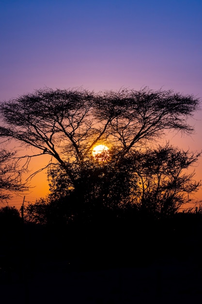 Free photo silhouette view of quiver trees forest with beautiful sky sunset twilight sky scene in keetmanshoop, namibia.