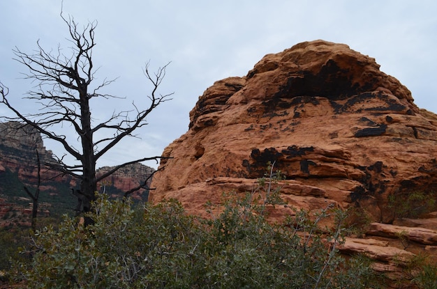 Free Photo silhouetted tree and a red rock formation