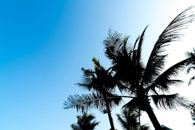 sillhouette palm trees