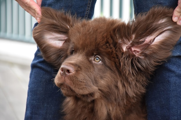 Free Photo silly looking chocolate brown puppy looking like an ewok