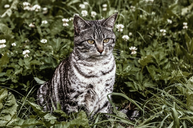 Free Photo silver cat on green grasses