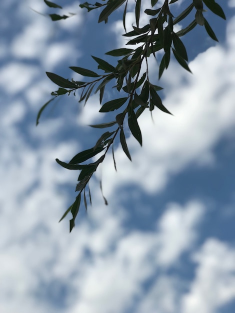 Free photo silver maple tree branch with green leaves under the beautiful cloudy sky