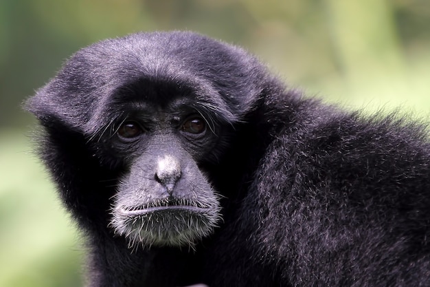 Free photo singe gibbon gibbons close up by holding their baby primates closeup animal closeup