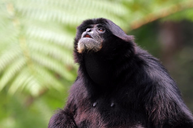 Singe gibbon siamang calling in nature