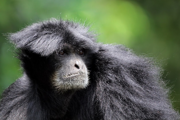 Free photo singe gibbon siamang primates closeup animal closeup