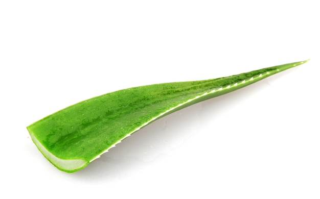 Single aloe vera leaf isolated