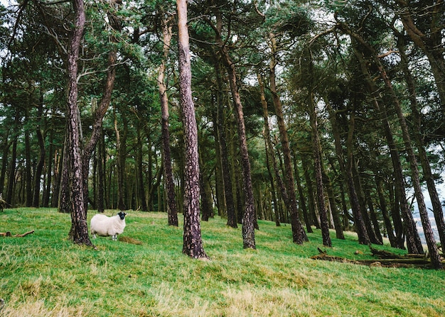 Free photo single cute ship standing on a green hill with tall trees