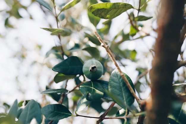 A single feijoa on the green branch.