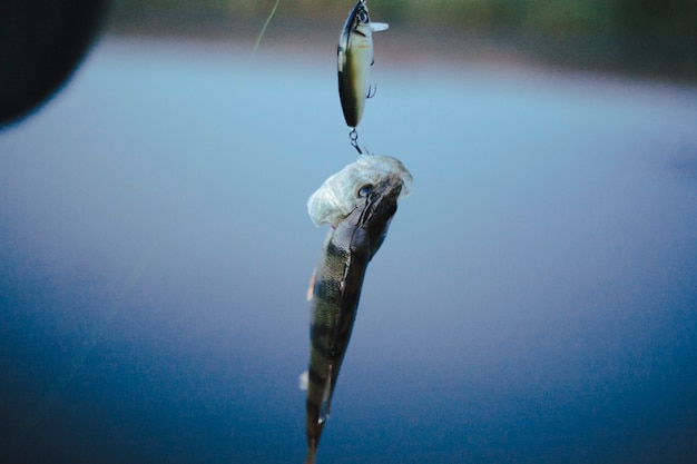 Free Photo single fish hooked in fishing lure against defocused background