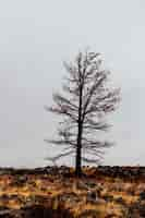 Free photo single isolated leafless tree in a field