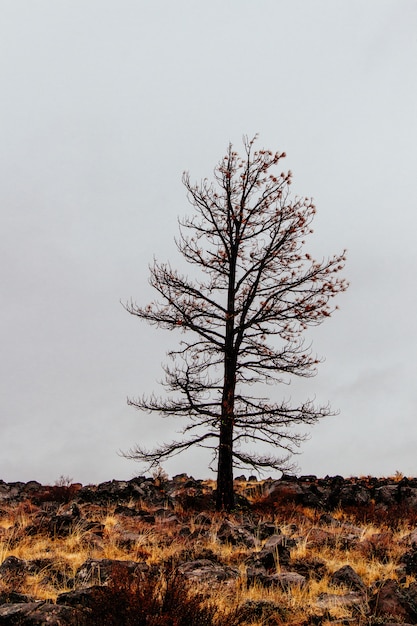 Free Photo single isolated leafless tree in a field