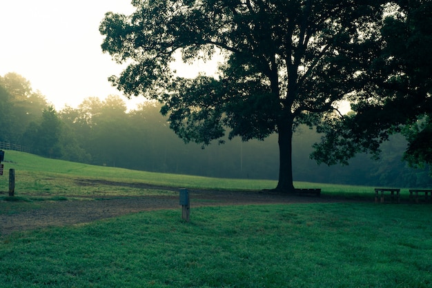 Free photo single large beautiful tree in a park next to wooden tables and benches in a park