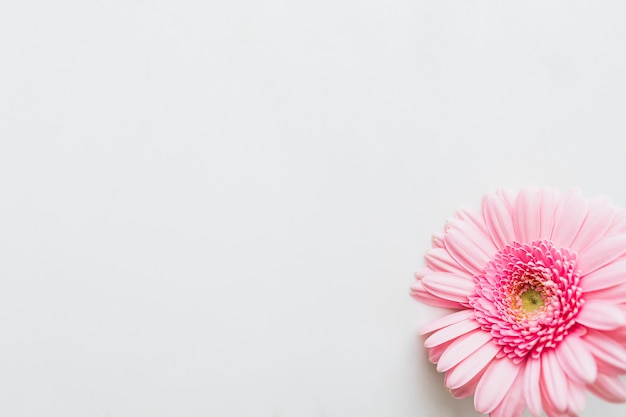 Free Photo single light pink gerbera daisy flower on gray background