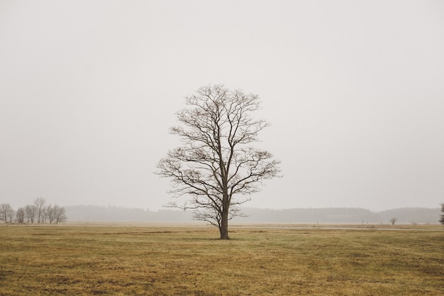 Free photo a single lonely tree in a field in foggy field and grey sky