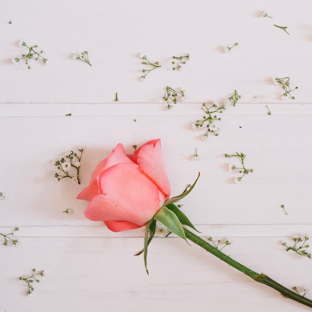 Free Photo single pink rose with tiny cute flowers and white wooden background