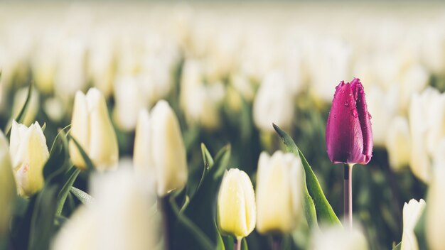 Single purple tulip in the field of white tulips - concept of individuality