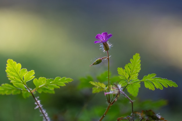 Free photo single small purple flower growing on a green leaf