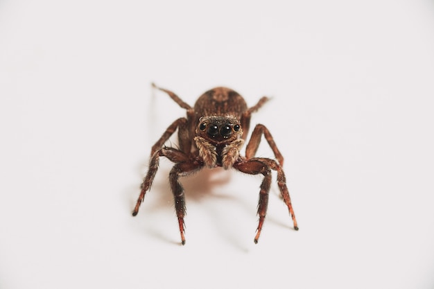 Free Photo single spider isolated on a white background