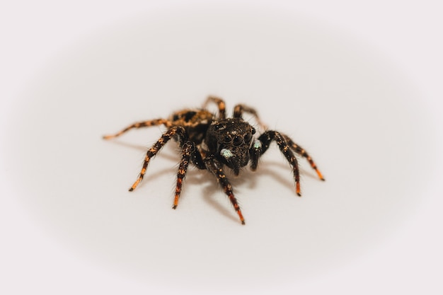 Free Photo single spider isolated on a white background