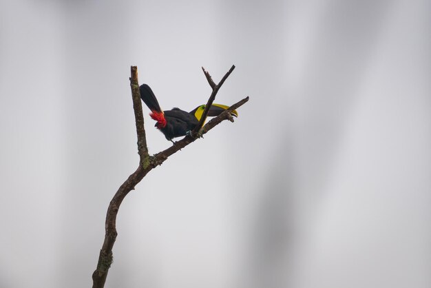 Single Toucan bird with a large colorful beak perched on a single tree branch under a rainy sky