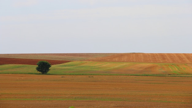 Free photo single tree in a beautiful landscape under the clear sky