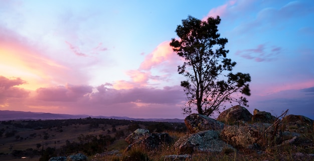 Free photo single tree in a desert with a beautiful cloudy sky  at sunset