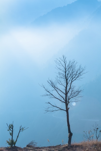 Free Photo a single tree in the early morning mist