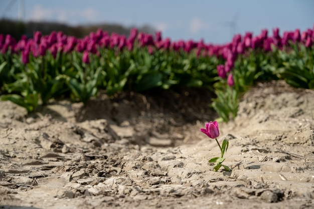 Free photo single tulip in front of a purple tulip field - standing out concept