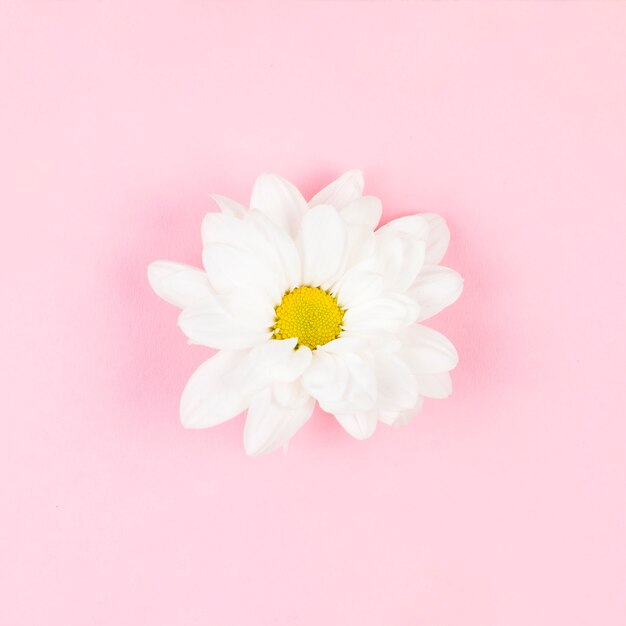 Single white beautiful flower on pink background