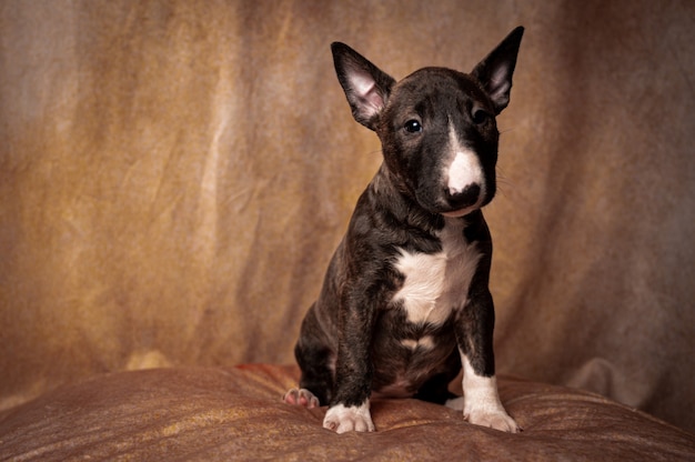 sitting black miniature bull terrier puppy