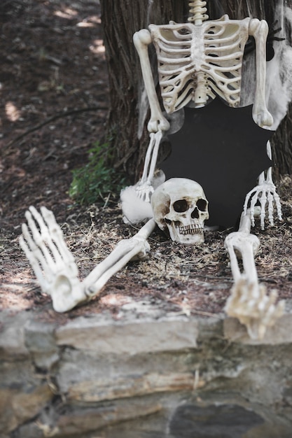 Free Photo sitting skeleton with skull and tablet in blot form near tree