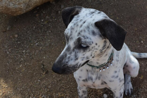 Sitting White and Black Spotted Cunucu Dog in Aruba