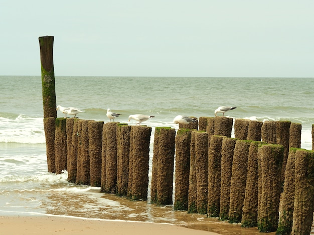 Free Photo six white seagulls standing on the wooden material on a golden sand beach