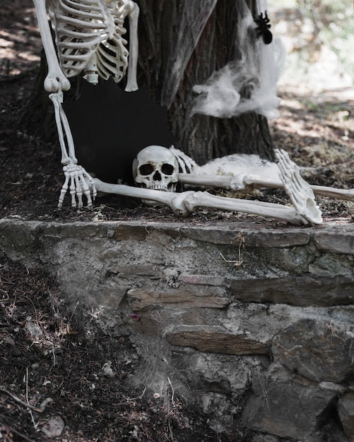 Free photo skeleton with disconnected head sitting in woods