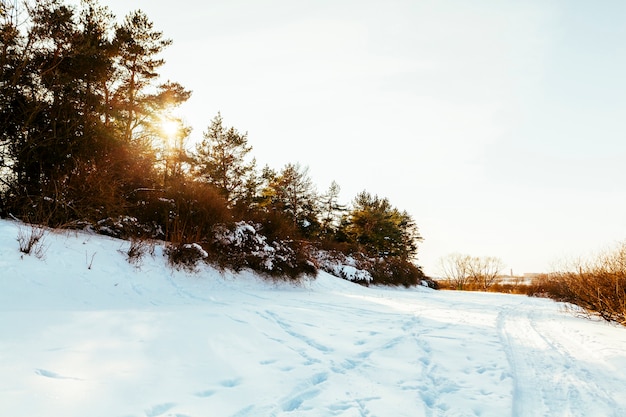 Free photo ski trail on snowy landscape with trees