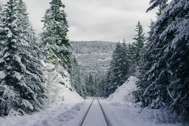 Ski trails on a steep snowy hill in the forest