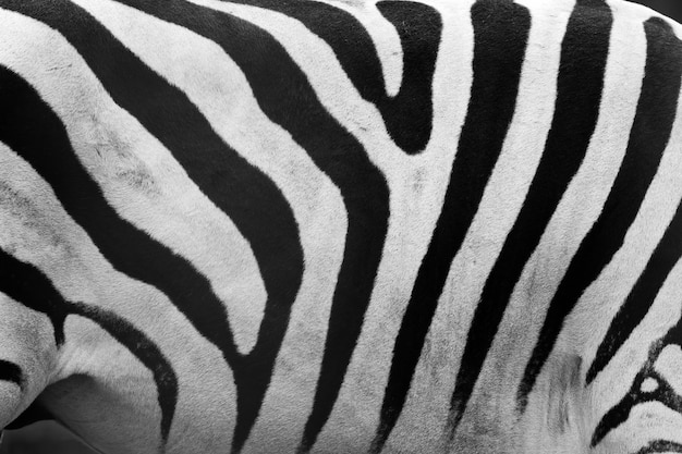 Free photo skin of a zebra