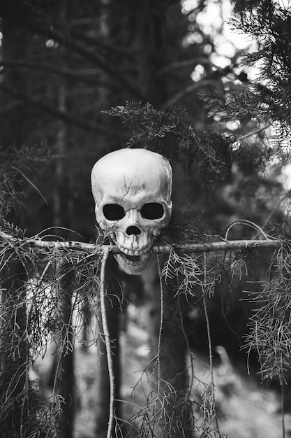 Skull biting fir branch in forest