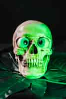 Free photo skull illuminated by green light