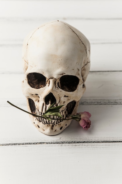 Free Photo skull with pink flower