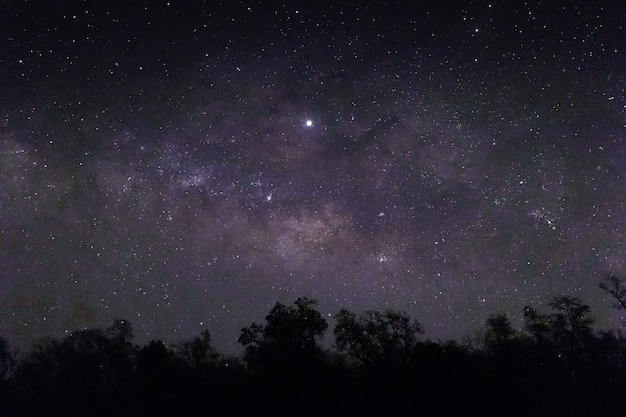 Free photo sky full of stars and silhouettes of trees below