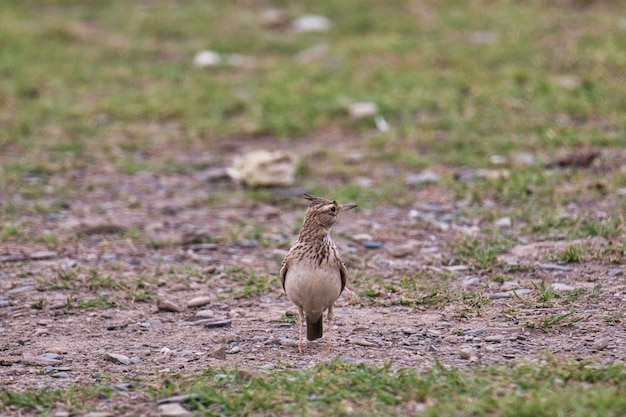 Skylark bird on the ground in Pakistan