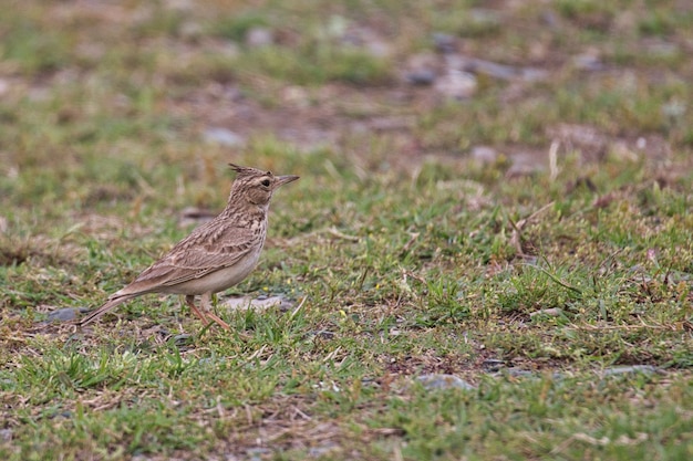 Skylark bird on the ground in Pakistan