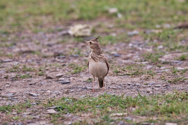 Free photo skylark bird on the ground in pakistan