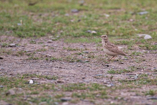 Skylark bird on the ground in Pakistan