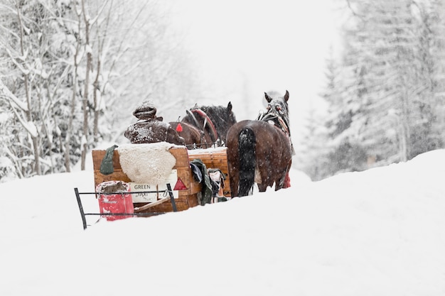 Free Photo sledge with horses in woods