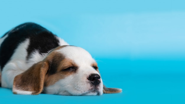 Sleeping beagle dog puppy on blue background