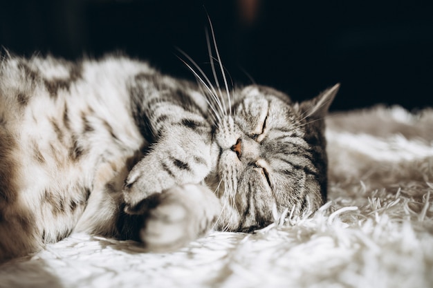 Free photo sleepy domestic cat on the sofa